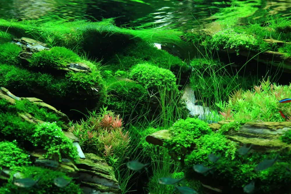 Final - The New Life of Old Stones